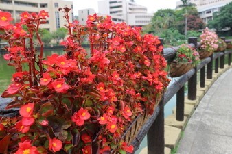 植物之美圖片